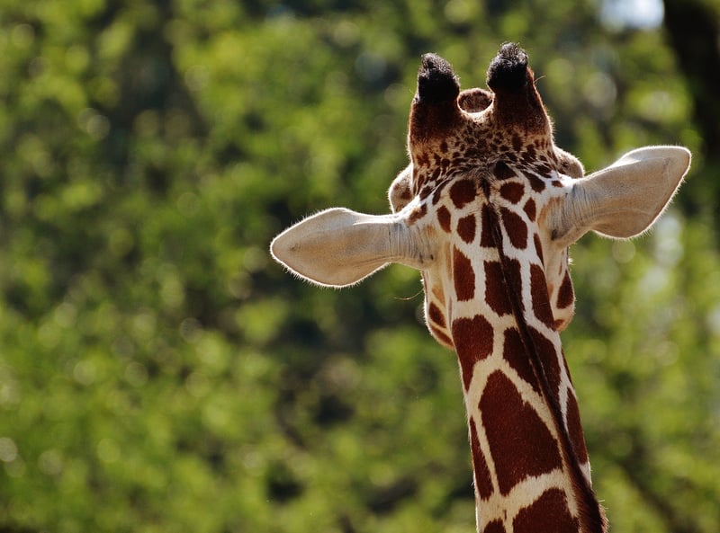 Wildlife Safari